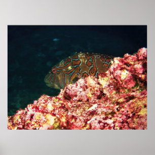 Poster Giant Hawkfish-Galapagos