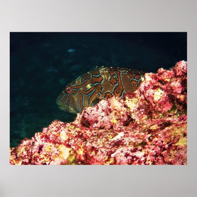 Poster Giant Hawkfish-Galapagos (Frente)
