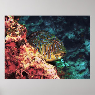 Poster Giant Hawkfish of Galapagos
