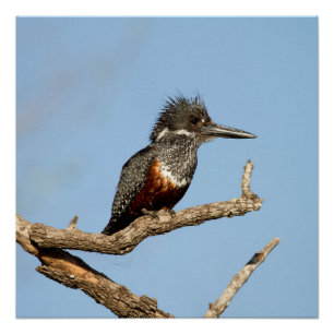 Pôster Giant Kingfisher