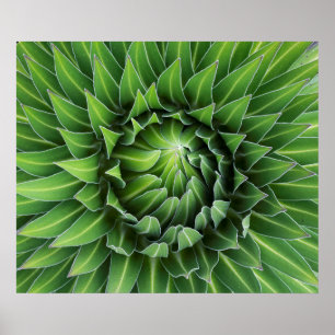 Pôster Giant Lobelia  Monte Kenya National Park