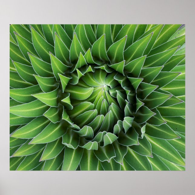 Pôster Giant Lobelia | Monte Kenya National Park, Quénia (Frente)