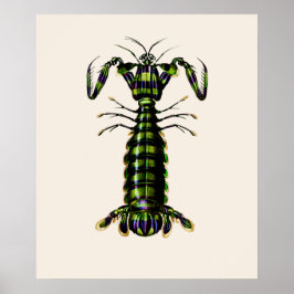 Poster Giant Mantis Shrimp