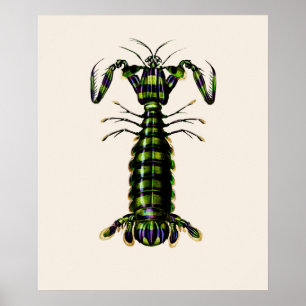 Poster Giant Mantis Shrimp
