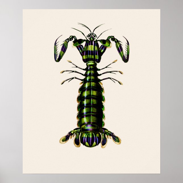 Poster Giant Mantis Shrimp (Frente)