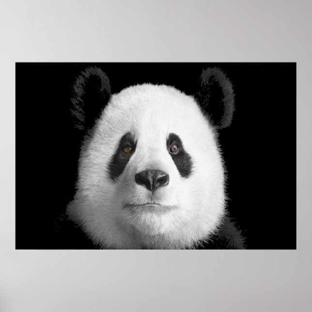 Poster Giant Panda (Frente)