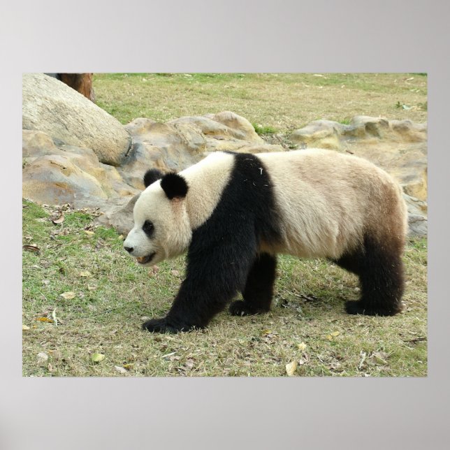 Poster Giant Panda (Frente)
