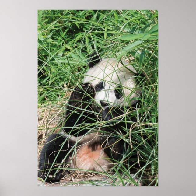 Poster Giant Panda Hiding In Grass (Frente)