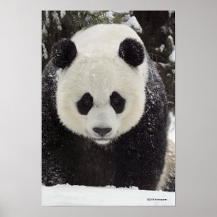 Poster Giant Panda in Snow
