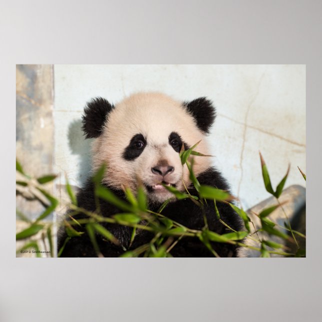 Poster Giant Panda leaning Against Wall (Frente)