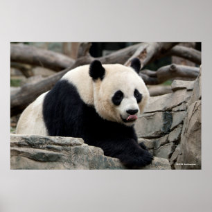 Poster Giant Panda on Rocks