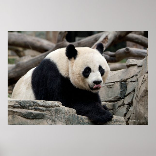 Poster Giant Panda on Rocks (Frente)