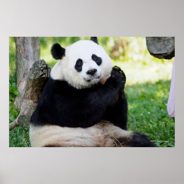 Poster Giant Panda Sitting (Frente)