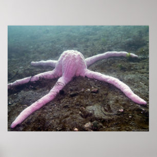 Pôster Giant Pink Star (Pisaster brevispinus)