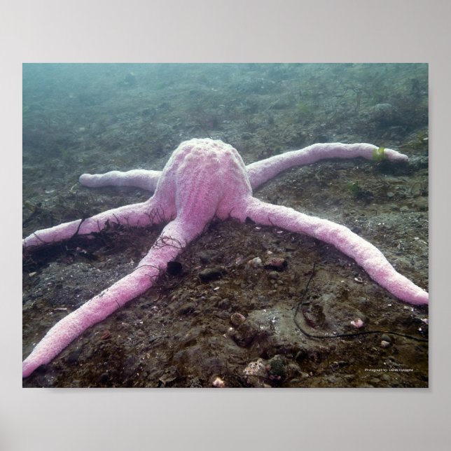 Pôster Giant Pink Star (Pisaster brevispinus) (Frente)