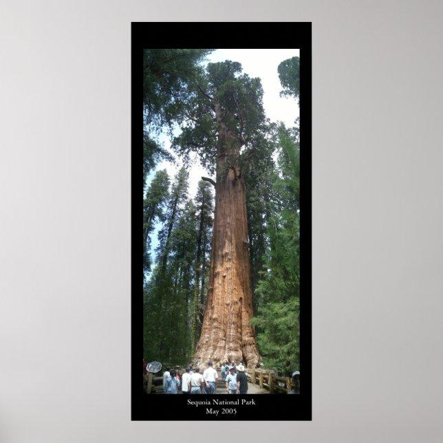 Poster Giant Sequoia (Frente)