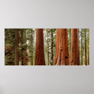 Poster Giant Sequoia Panorama