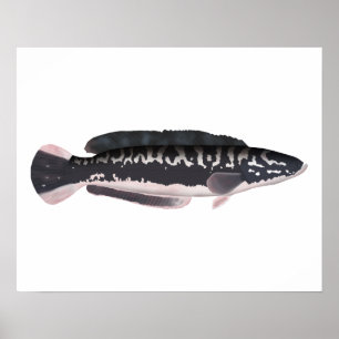 Poster Giant Snakehead