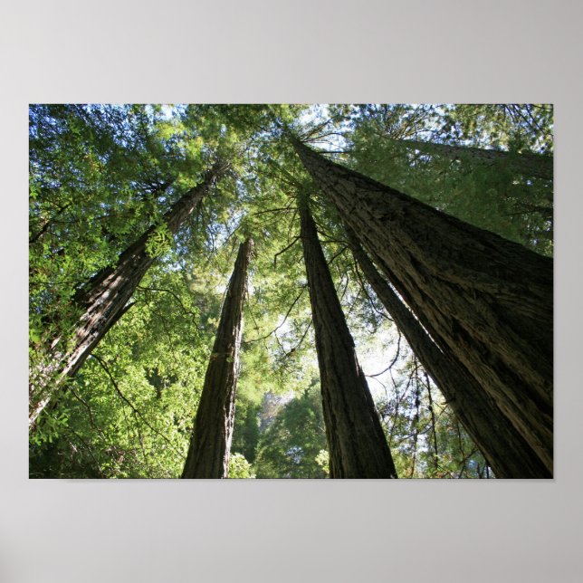 Poster "Giants", Muir Woods (Frente)