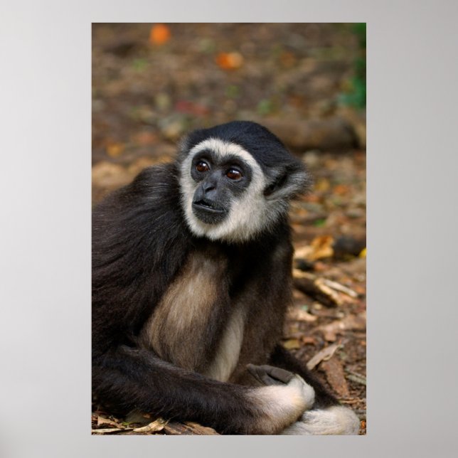 Pôster Gibão de Mão Branca (Hylobates Lar), Monkeyland (Frente)