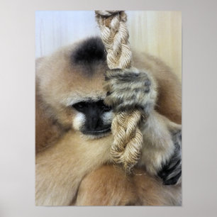 PÔSTER GIBBON