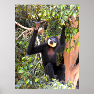 Pôster Gibbon cheeked lustre do homem