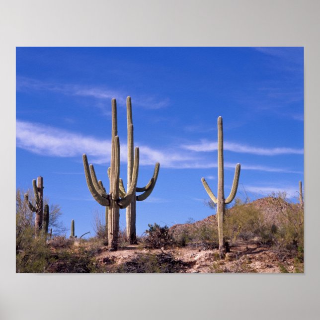 Poster Gigante multiarmado Saguaro cactus, Saguaro (Frente)