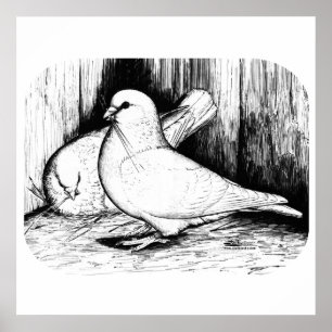 Pôster Gigante Runt Pigeons