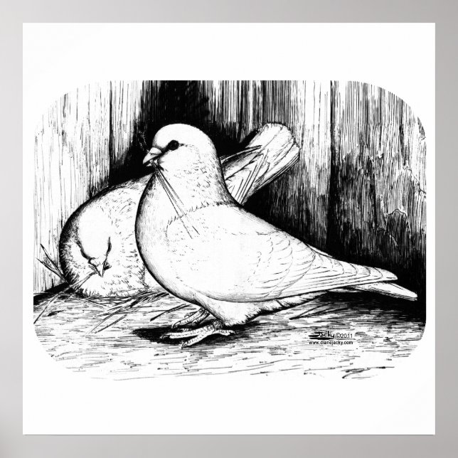 Pôster Gigante Runt Pigeons (Frente)