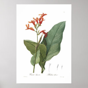 Pôster Gigantea de Canna