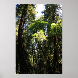 Poster "Gigantes inclinantes", Muir Woods