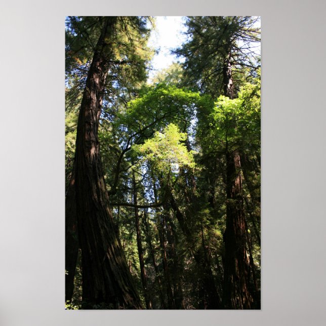 Poster "Gigantes inclinantes", Muir Woods (Frente)