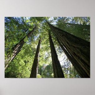 Poster "Gigantes", Muir Woods