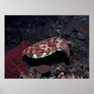 Poster Gili Cuttlefish