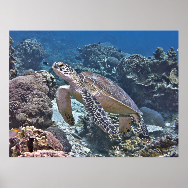 Poster Gili Green Turtle (Frente)