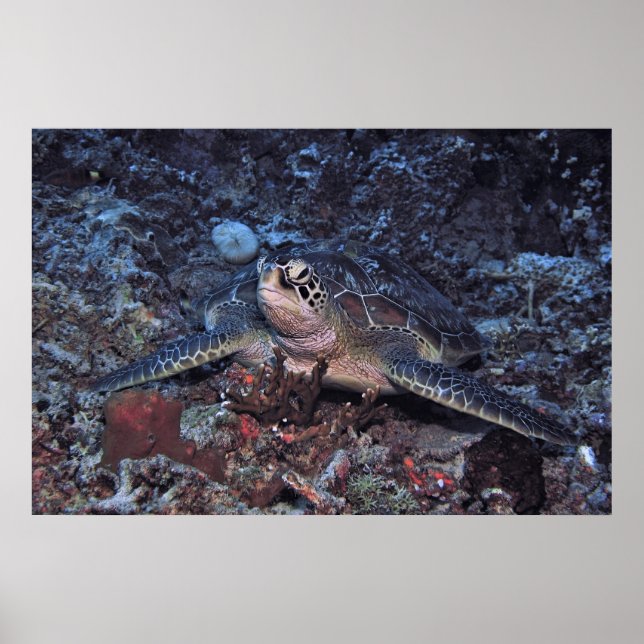 Poster Gili Green Turtle (Frente)