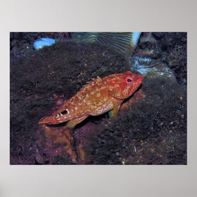 Poster Gili T Scorpionfish (Frente)