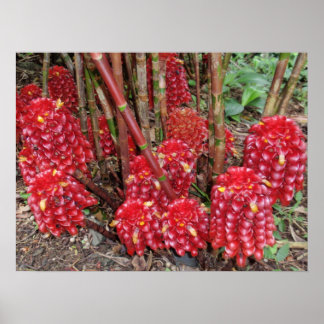 Pôster Ginger de Wax indonésio