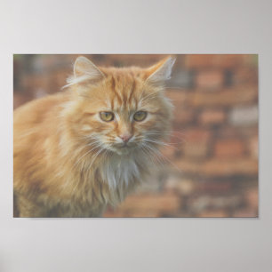 Poster Ginger Ginger Ginger Face