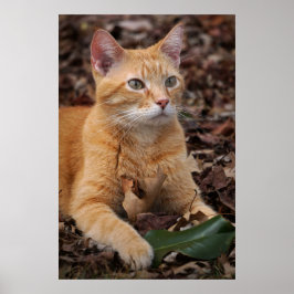 Poster Ginger Shorthair Cat Fall Deixa Retrato