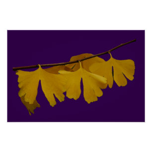 Pôster Ginkgo Biloba deixa Poster