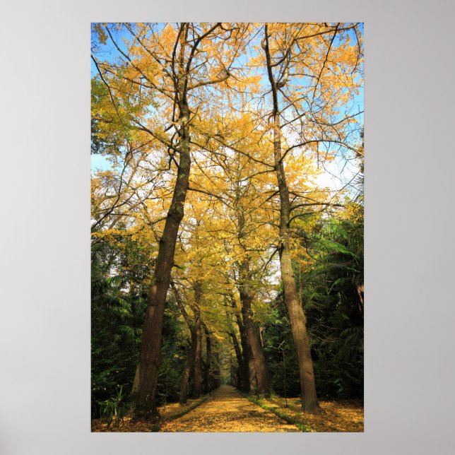 Pôster Ginkgo biloba trees (Frente)