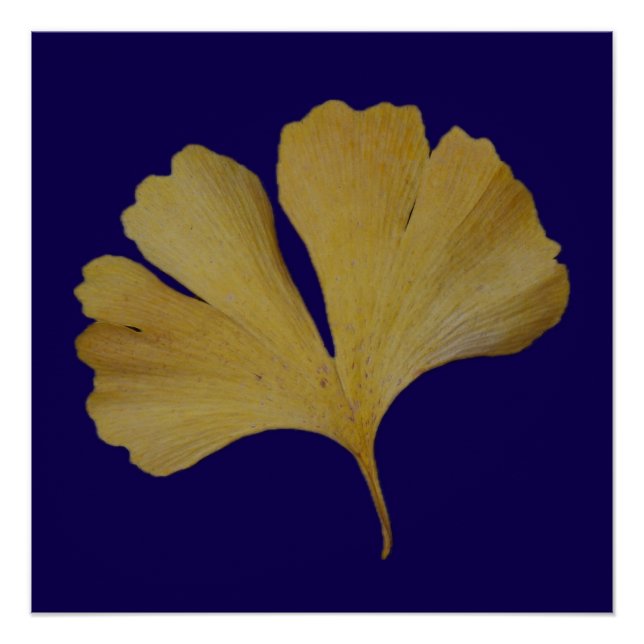 Pôster Ginkgo Leaf Poster (Frente)