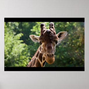 Pôster Girafa
