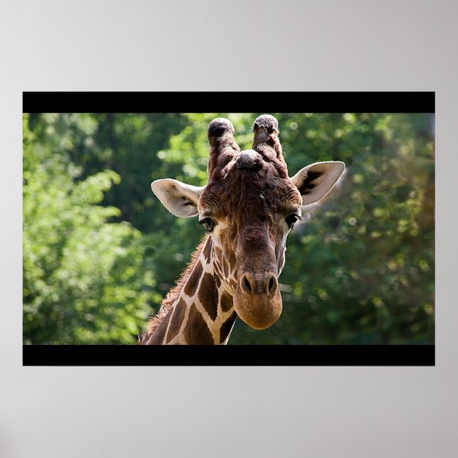 Pôster Girafa (Frente)