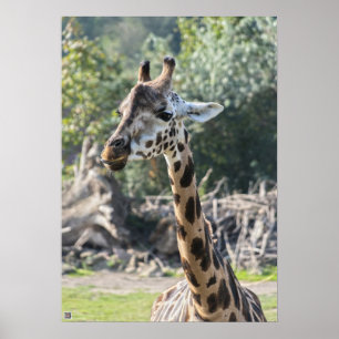 Poster Girafa