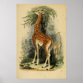 Poster Girafa (1849)