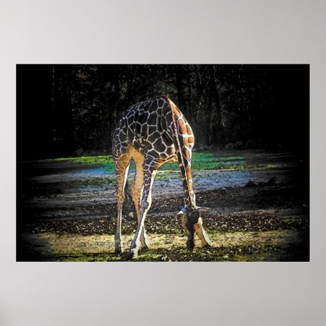 Pôster Girafa 2 (Frente)