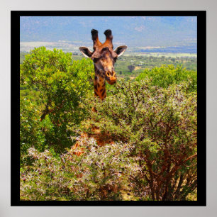 Pôster Girafa Adorável Apontando Sua Cabeça Acima Das