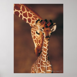 Poster Girafa adulta com vitelo (Girafa camelopardalis)